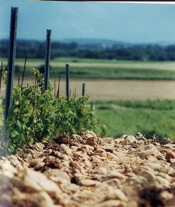 Languedoc Top 4
